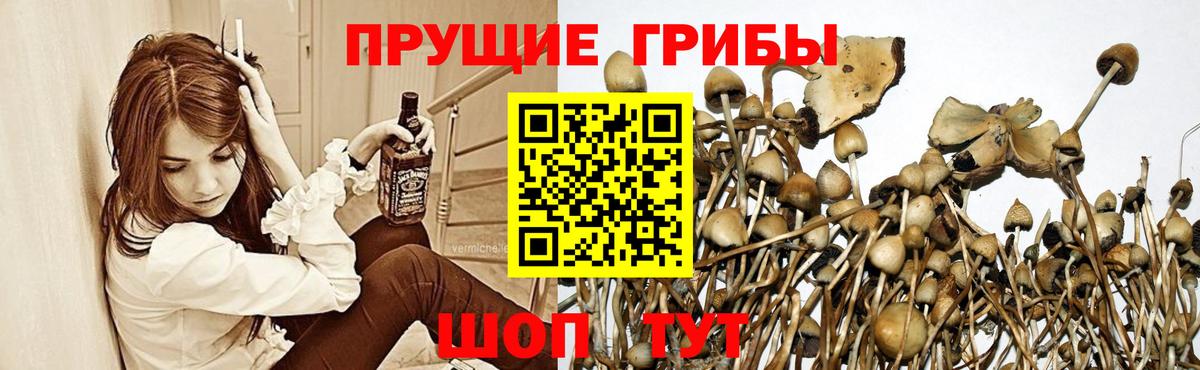 Севастополь  где продают   Вход с VPN  Галлюциногенные грибы Psilocybine cubensis 